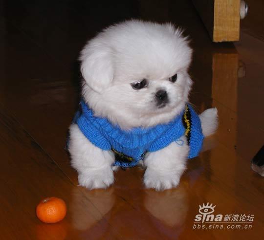 狗狗几岁生宝宝好 1405391355_4a1a8d1bb8b95d961d49f2fb258a27f7.jpg