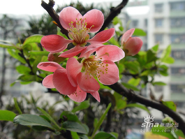 女儿的读书成长之路 家有小学生,小学生的姑姑是留美博士,是小学生心中学习的榜样。诚然,姑姑有很多优点值得小学生学习,但论家庭条件,学习环境,小学生不知要好到那去了。2004年,我和小学生的婆婆去美国住了半年,认识了不少留学生,我发现,不少学生都来自贫寒家庭,他们的小学生时代,可以说是艰辛的,但他们从逆境中走出来了,他们的成功在于,他们的学习习惯好,他们有强烈的学习愿望,对我女儿来说,她心存高远,从小就有去周游世界的愿望, 她的目标清晰,每一步都走得很踏实。回国后,我写了一篇我所见到的中国留学生,从中可以