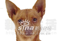 小型葡萄牙波登可犬