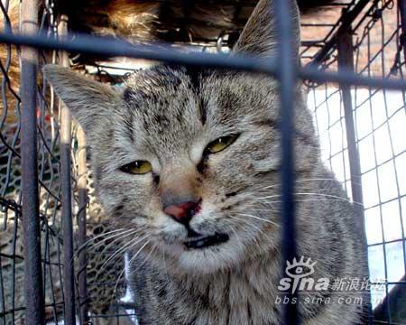 猫贩把活猫打死后剥皮卖肉