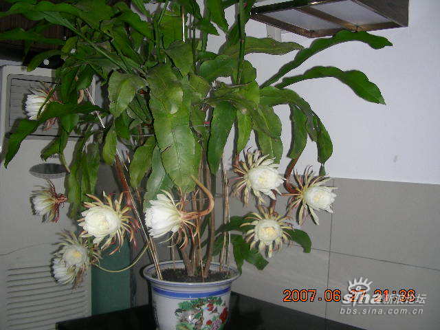 令箭荷花是不就是昙花?如果不是,两者有何区别?