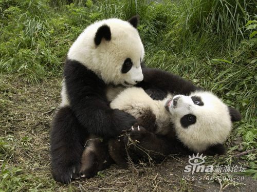 为什么大熊猫要借给美国 1557092114_61433f5ad4abadd72d78c0f9a225f66c.jpg