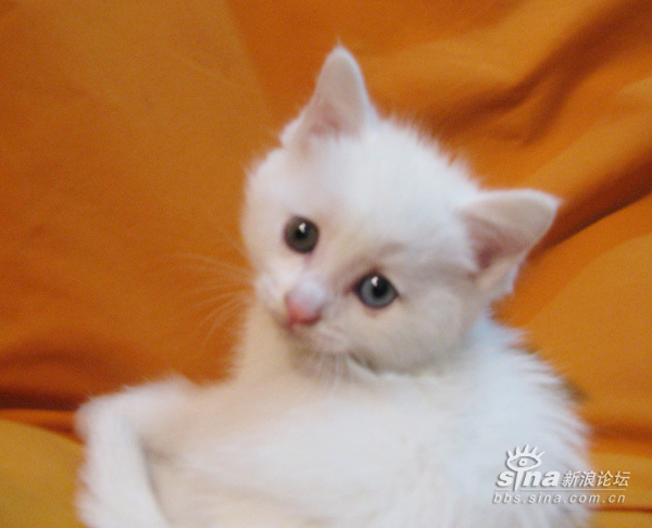 猫咪血统证书需要什么条件 1305489534_2703ec69abffdf82056024feab1f1b3a.jpg