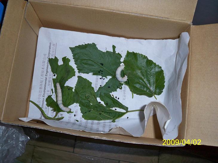 为什么我的蚕宝宝还没孵化,说25度左右2个星期