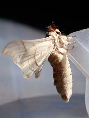 我家的蚕为什么不结蛹?-为什么我家的蚕没结蛹