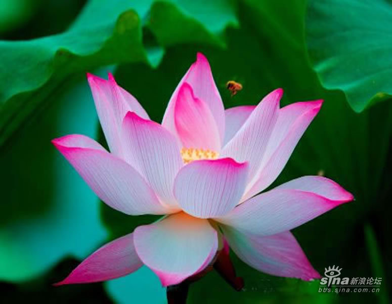 南无阿弥陀佛莲花屏保展示