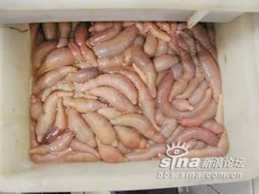菠菜不能与黄瓜_黄瓜图片大全大图_海鲜黄瓜不能一起