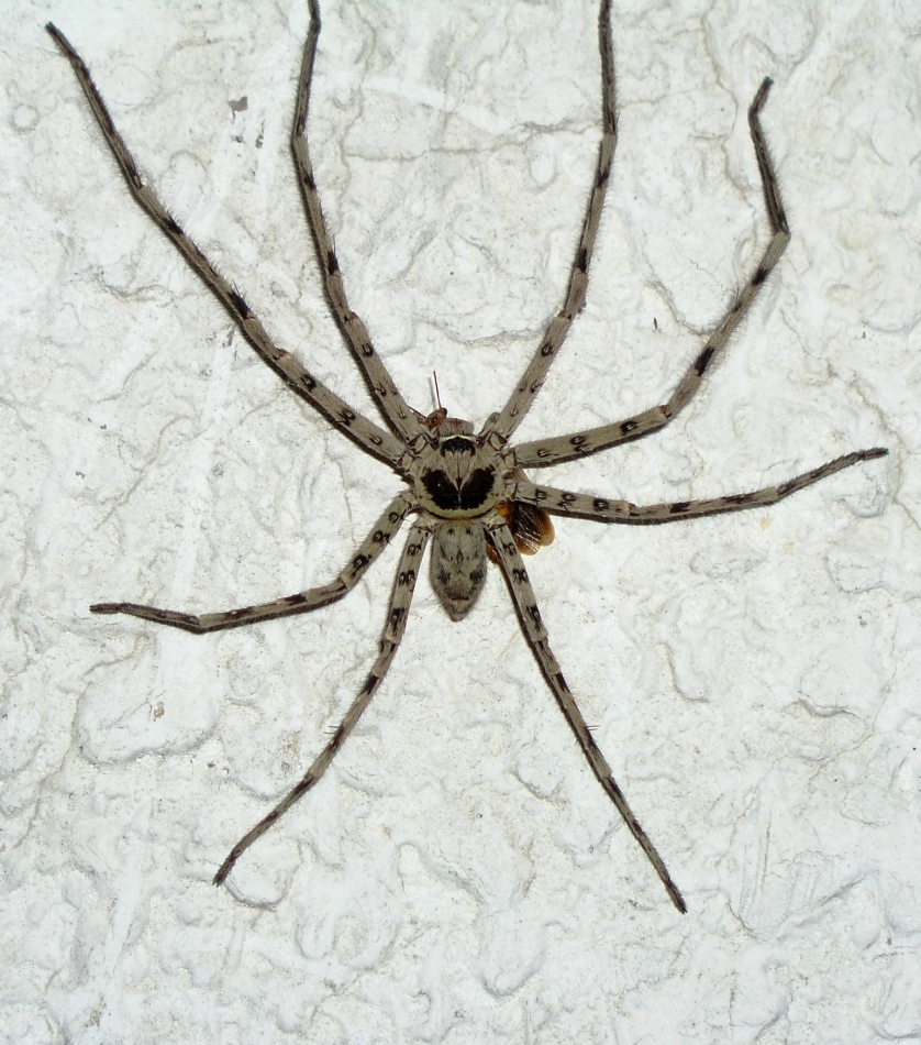 科技小制作蜘蛛