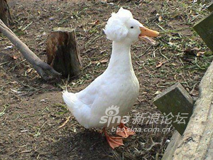 鸭子的视频可爱真实 1397462917_4422518414e8bd79c7dc1c06b0f2ab8d.jpg
