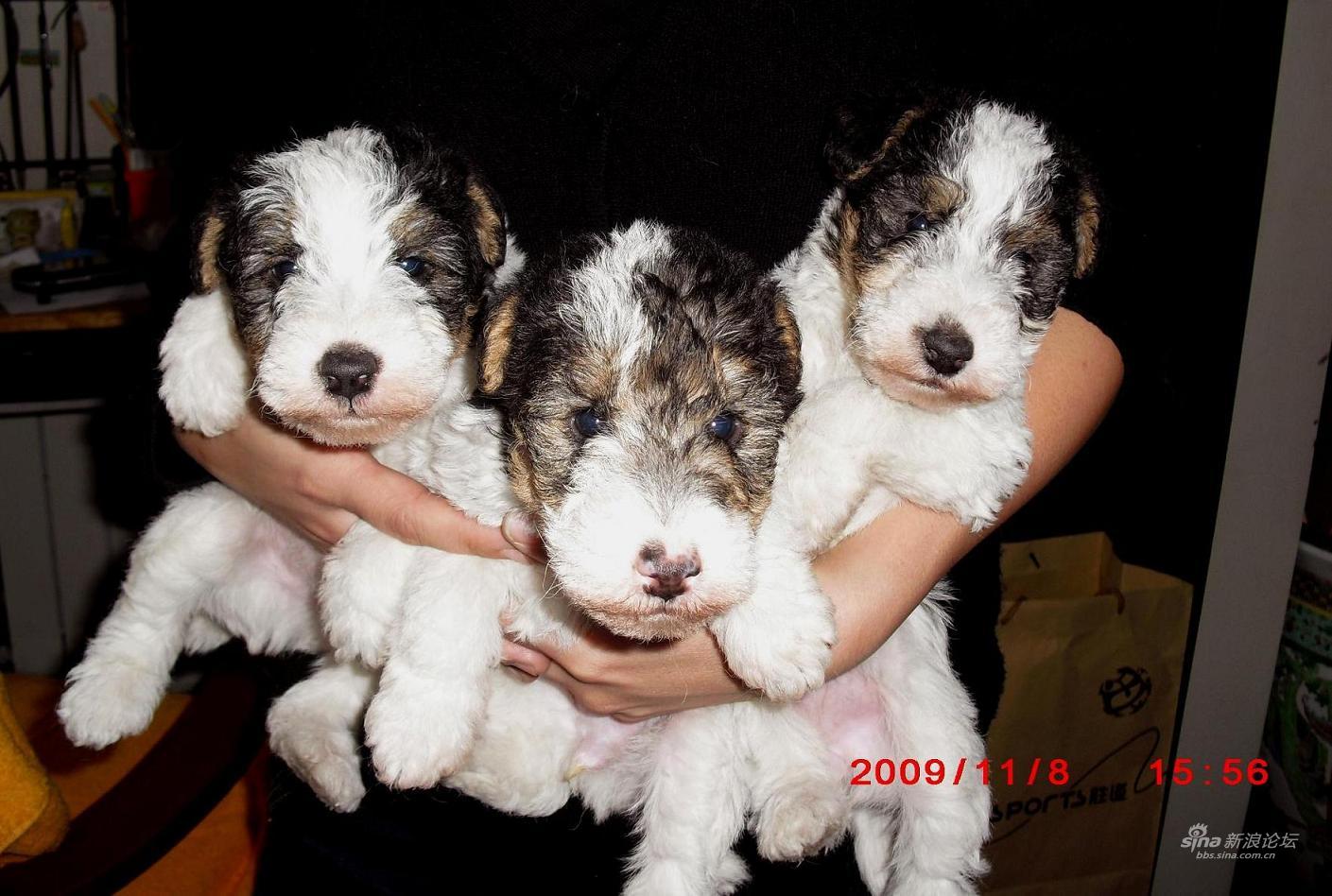 4个月的狗狗会憋尿吗?-狗狗几个月才会憋尿